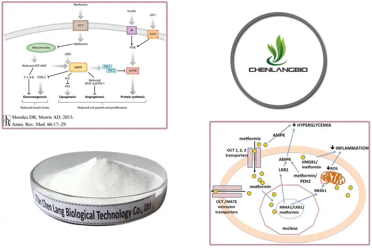 Metformin Hydrochloride Sale.jpg